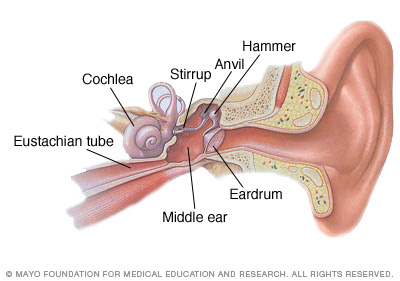 What are the three small bones in the ear?